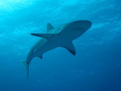 February 6, 2012<br>There were lots of sharks in the Bahamas.